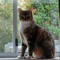 Photo of Tinkerbell