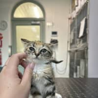 Photo of Sweet Pea