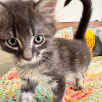 Photo of Chester A.K.A Chesticles