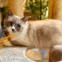 Photo of Theo   In Foster Care In Templestowe