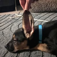 Photo of Roxy