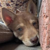 Photo of Scout (Nash)