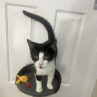 Photo of Zippy   Available At Pet Quarters Rutherford