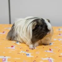 Photo of Shaggy