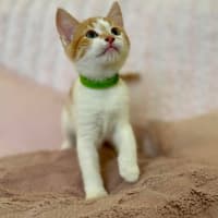 Photo of Zoe   In Foster Care In Croydon