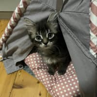 Photo of Cherry