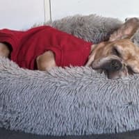 Photo of Luna Wensleydale