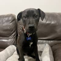 Photo of Koda 