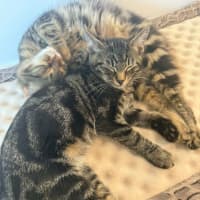 Photo of Pebbles *9 Lives Project Rescue*