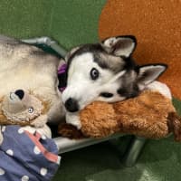 Photo of Freya