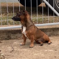 Photo of Scrappy