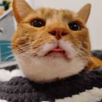 Photo of Ginger 