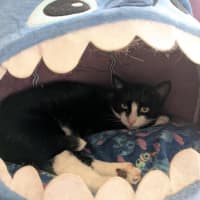 Photo of Lilo