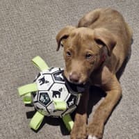 Photo of Archie