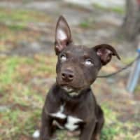 Photo of Chocolate Bean 