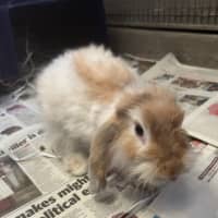 Photo of Cinnabun