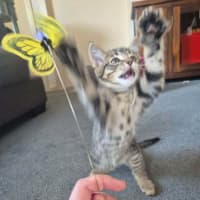 Photo of Zappo
