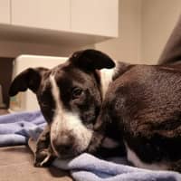 Photo of Stumpy   5 Month Old Cattle Dog X