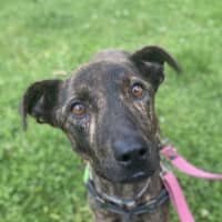 Photo of Stella Rose