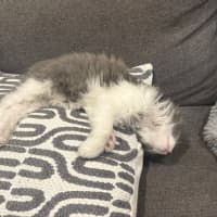 Photo of Geoffrey