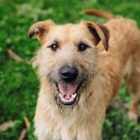 Photo of Rocky Gainsborough