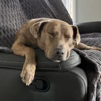 Photo of Chopper