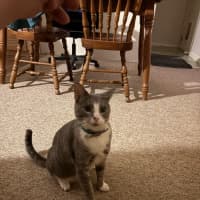 Photo of Max & Fudge   5 Year Old Domestic Short Hair