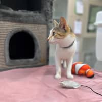 Photo of Miss Patch (9075)