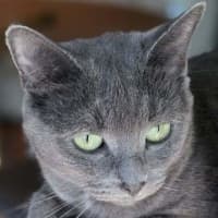 Photo of Pearl