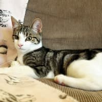 Photo of Tink