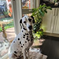Photo of Cookie