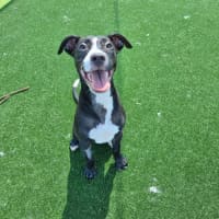 Photo of Ducky Imp 2500