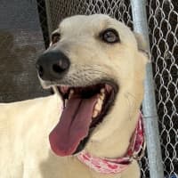 Photo of Biskit The Greyhound
