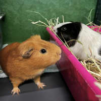 Photo of Buzz (Bonded To Bell)