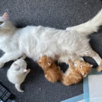 Photo of Nicholas Xenos