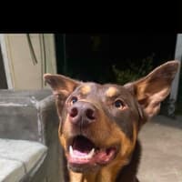 Photo of Hoss