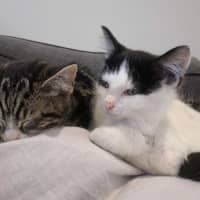 Photo of Jessie *9 Lives Project Rescue*