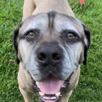 Photo of Bogie *$150 Adoption Fee*