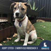 Photo of Stitch   3 Month Old Ridgeback X