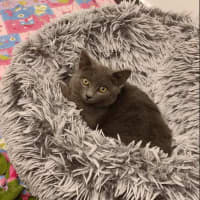 Photo of Mochi