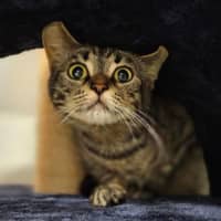 Photo of Odette