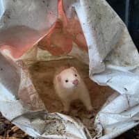 Photo of Pancake & Duckie