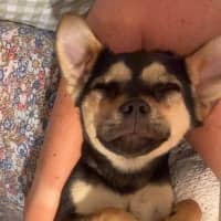 Photo of Bean   1 Year Old Chihuahua X