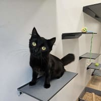 Photo of Smokie
