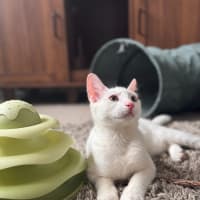 Photo of Eenie