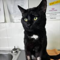 Photo of Terry Crews