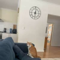 Photo of Apricot