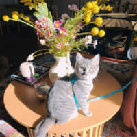 Photo of Millie