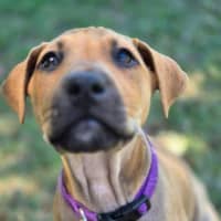 Photo of Macadamia Twist