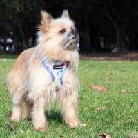 Photo of Jinx Everhart